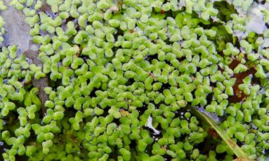 Balade nature - La vie palpitante des plantes aquatiques