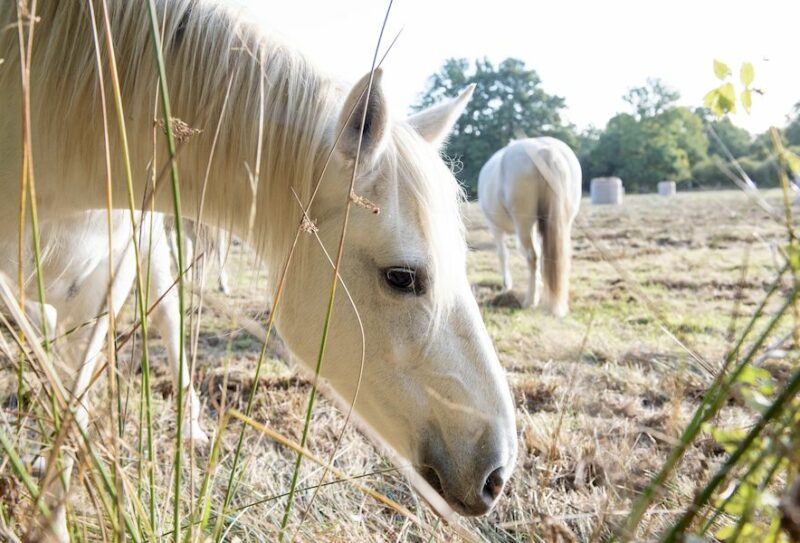 N2000-calendrier-MGH–begillot-91–13-