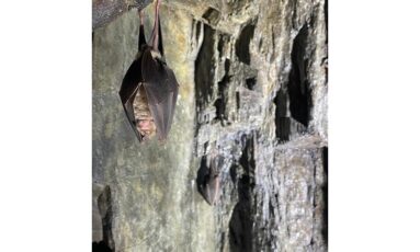 Sortie nocturne - La nuit de la chauve-souris