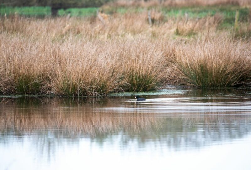 beagillot-MGH-2022–3-