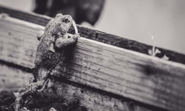 Sortie - Que de vie dans l'eau !