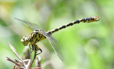Balade nature - Mam'zelle libellule