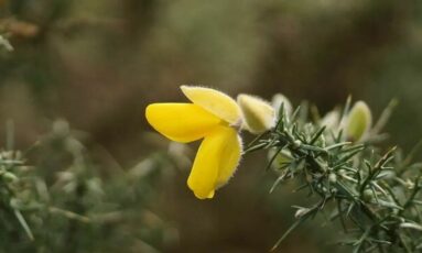 Sortie nature - Aïe, ça pique !