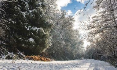 Sortie - La vie cachée du bois