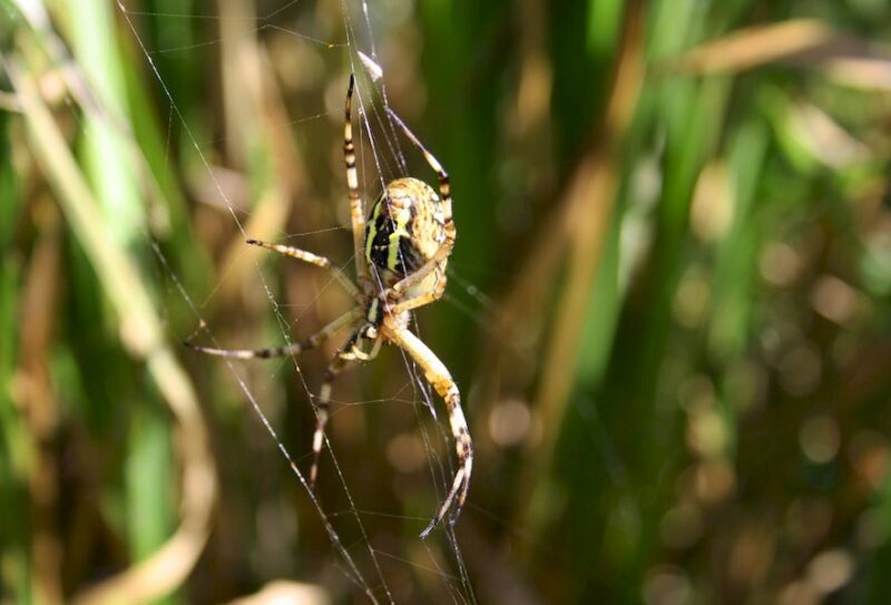 sortie-araignee-web-2