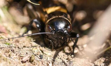 Sortie - La vie secrète des sols