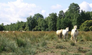 Balade nature - Le cours de l'Histoire au marais