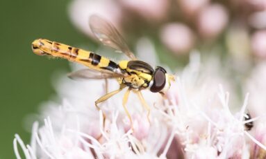 Les mystères de la pollinisation