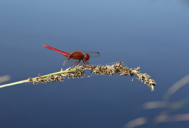 Crocothemis écarlate_Etang_LeGrais_C.AUBERT