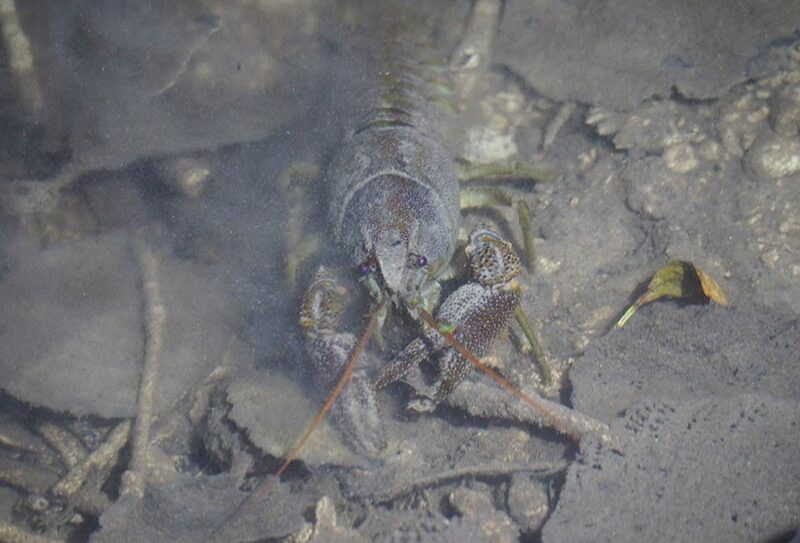 Ecrevisseapattesblanches3-Vaudobin-ElieBodin