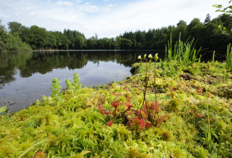 Etang_lande foret_C.AUBERT (2)