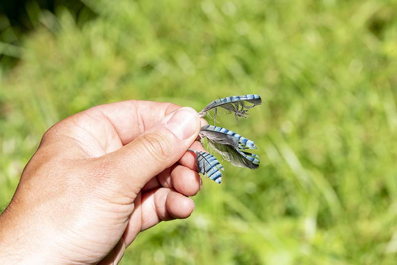 Geai-des-chenes-plumes-juvenile-HVO-N2000-beagillot-2024-77