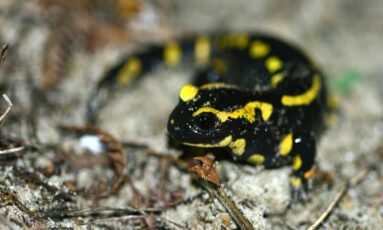 Balade nocturne - Nature et frissons