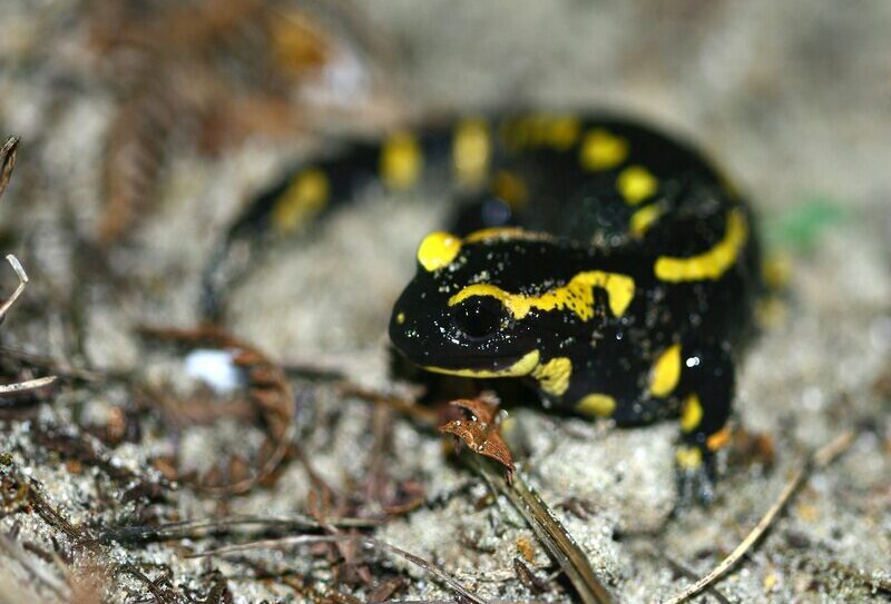 La-nuit-tous-les-amphibiens-sont-gris-J.Launay 800
