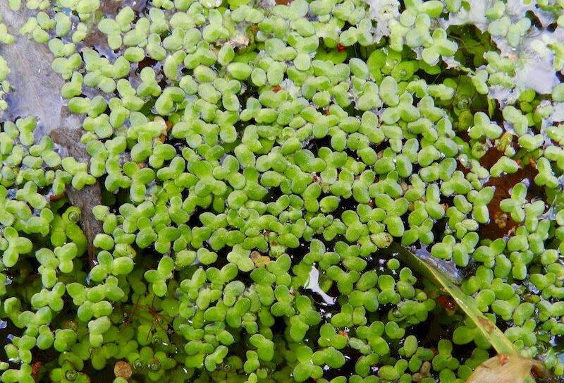 Lemna-minor-7–Klein-kroos–Saxifraga-Rutger-Barendse