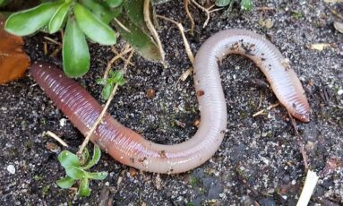Sortie - De la moutarde pour observer des vers de terre ?