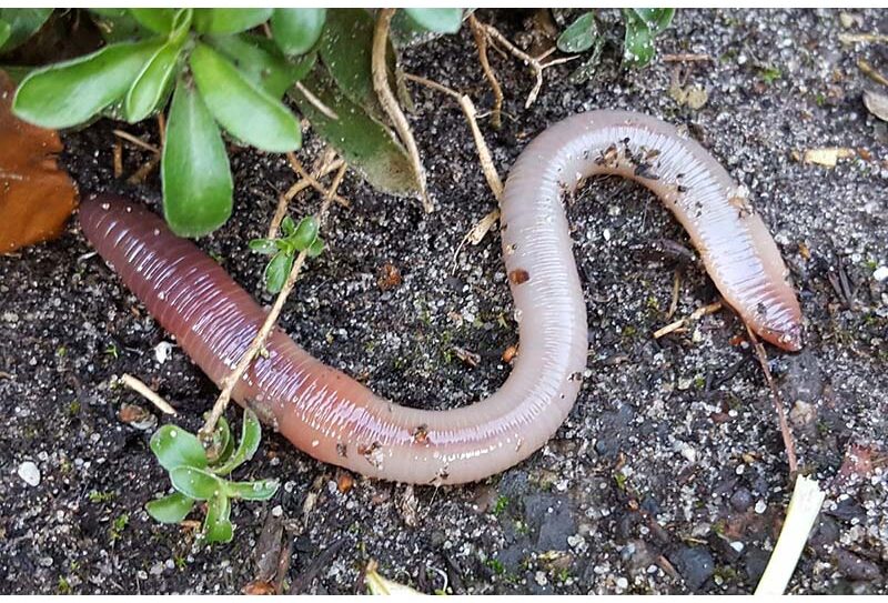 Lumbricus-terrestris 800–Grote-blauwkopworm–Saxifraga-Ben-Delbaere