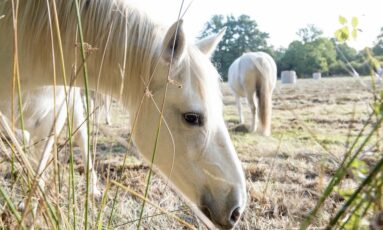 Balade nature - Contes au marais
