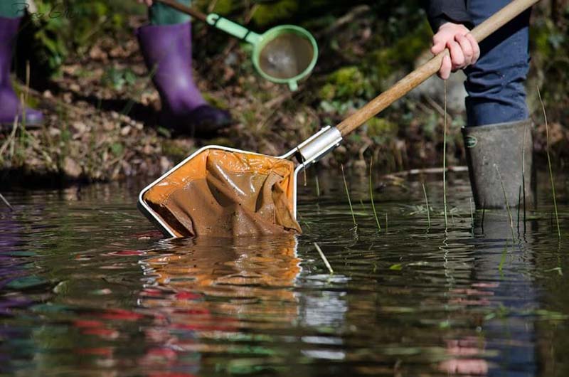 Que-de-vie-dans-la-mare-bea-gillot