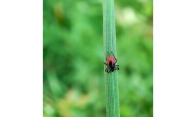 Sortie - Tiques et Compagnie