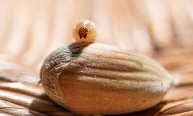 Sortie - Petit peuple de l'arbre