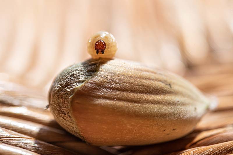 balanin-noisette-beagillot–1-