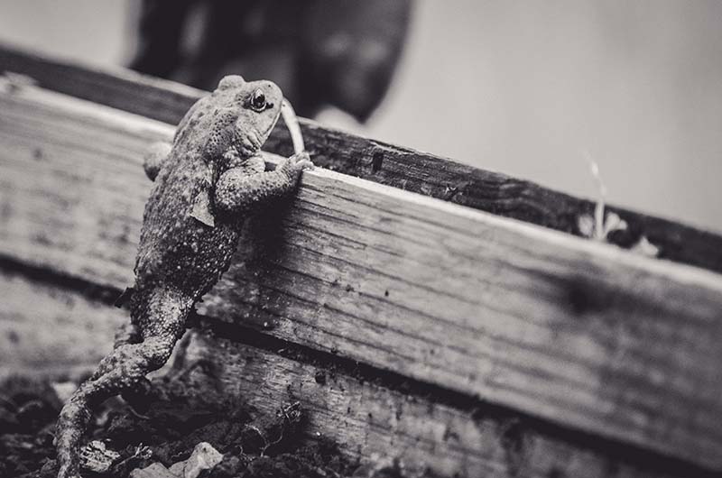 beagillot-crapaud–2–2