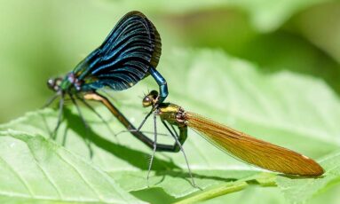 Sortie - Que de vie dans la prairie !