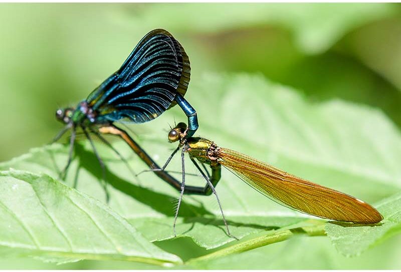 calopteryx-beagillot–800-