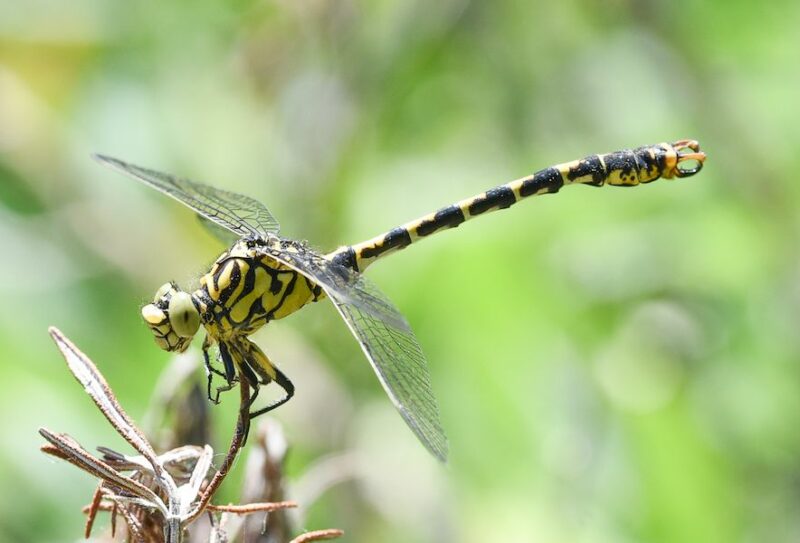 gomphe-a-pinces-beagillot–1-