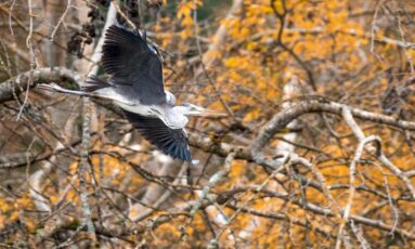 Balade nature - Les oiseaux du marais