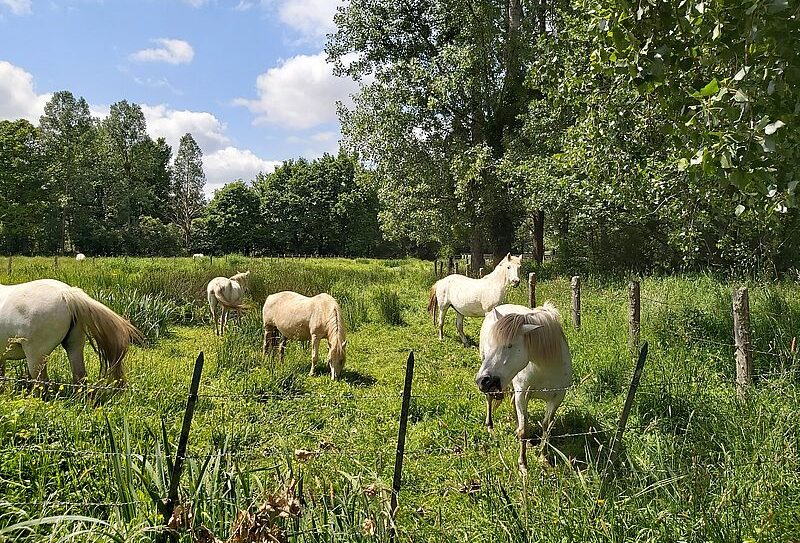 marais du hazé chevaux800©MNT