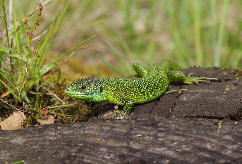 La Roche d&rsquo;Oëtre – St Philbert sur Orne