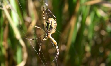 Balade nature - Une araignée au bout du fil