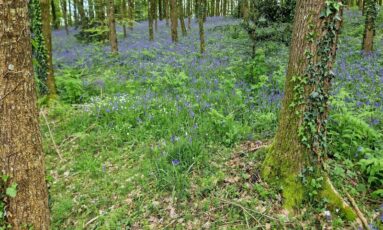 Découverte de la biodiversité du parc urbain de Flers