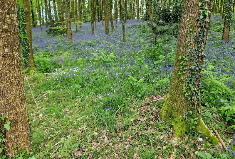 Futaie-parc-de-Flers-avec-jacinthes-des-bois (1)
