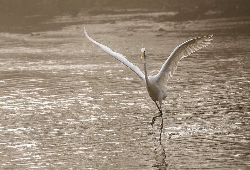 Les-oiseaux-du-marais-