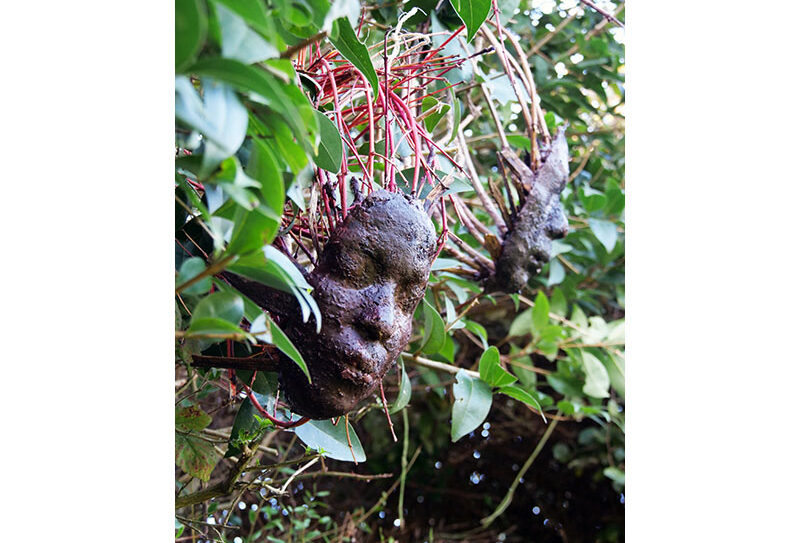 Peuple_Arbre 800