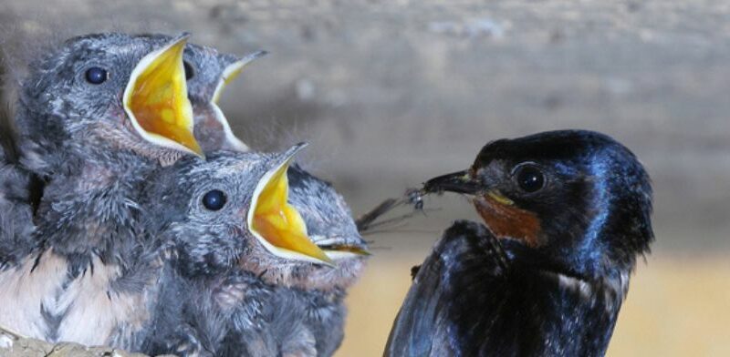 Photographie d&rsquo;oiseaux