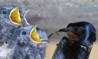 Exposition « photographies d'oiseaux » par Jacques Rivière