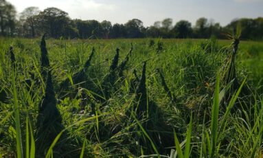Herbes hautes: nuits des forêts 2026 et ferme-ouverte vachement dépaysant
