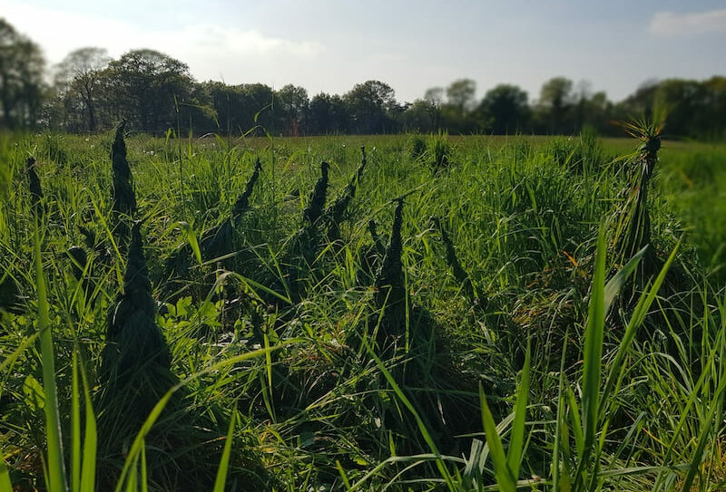 Herbes-tressees – Les-Minieres – Valerie-Grange