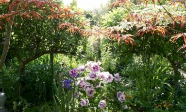 Ciné jardin 