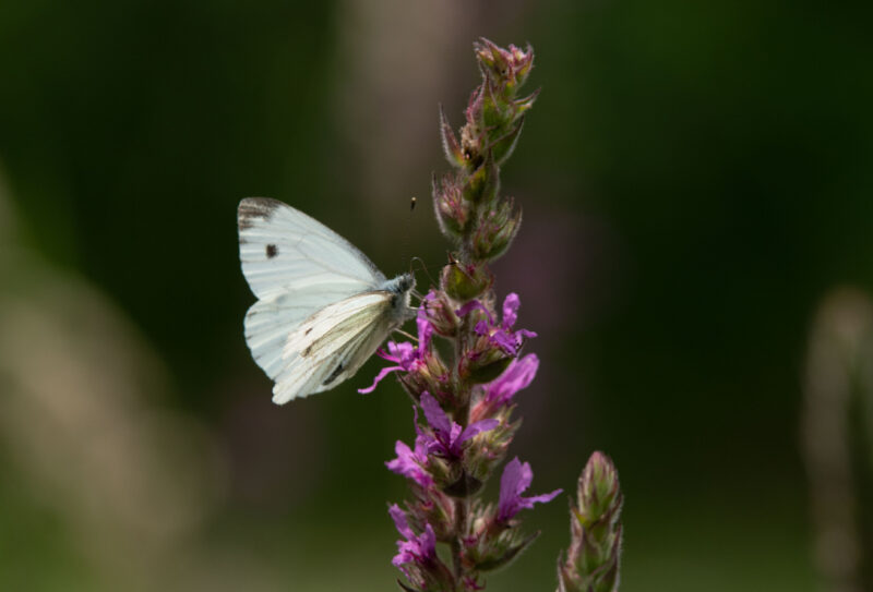 Papillon.g.haze_D.COMMENCHAL (52)