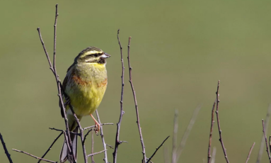 Animation sur les oiseaux