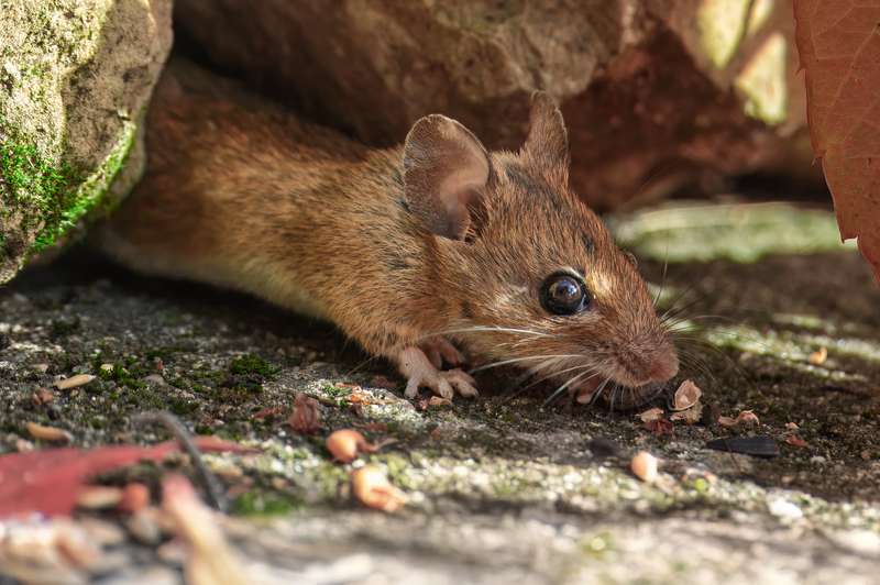 fotoblend-house-mouse-9159444 (1)