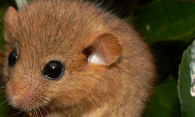 Sortie Nature - Le muscardin, discret habitant de nos haies