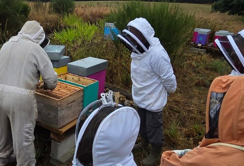 Apiculture